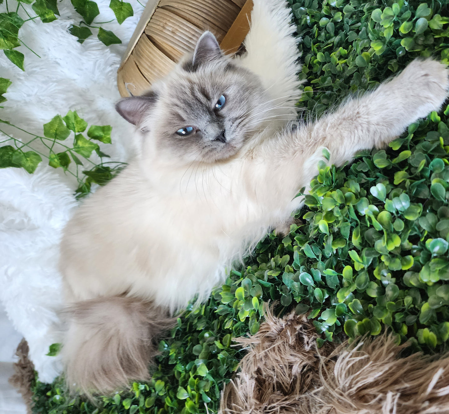 "Avi" ... Avdiivka bint Harun of Baytal Qitatt: Female, Traditional Blue Color Point Ragdoll Kitten (Available: Breeding / Show)