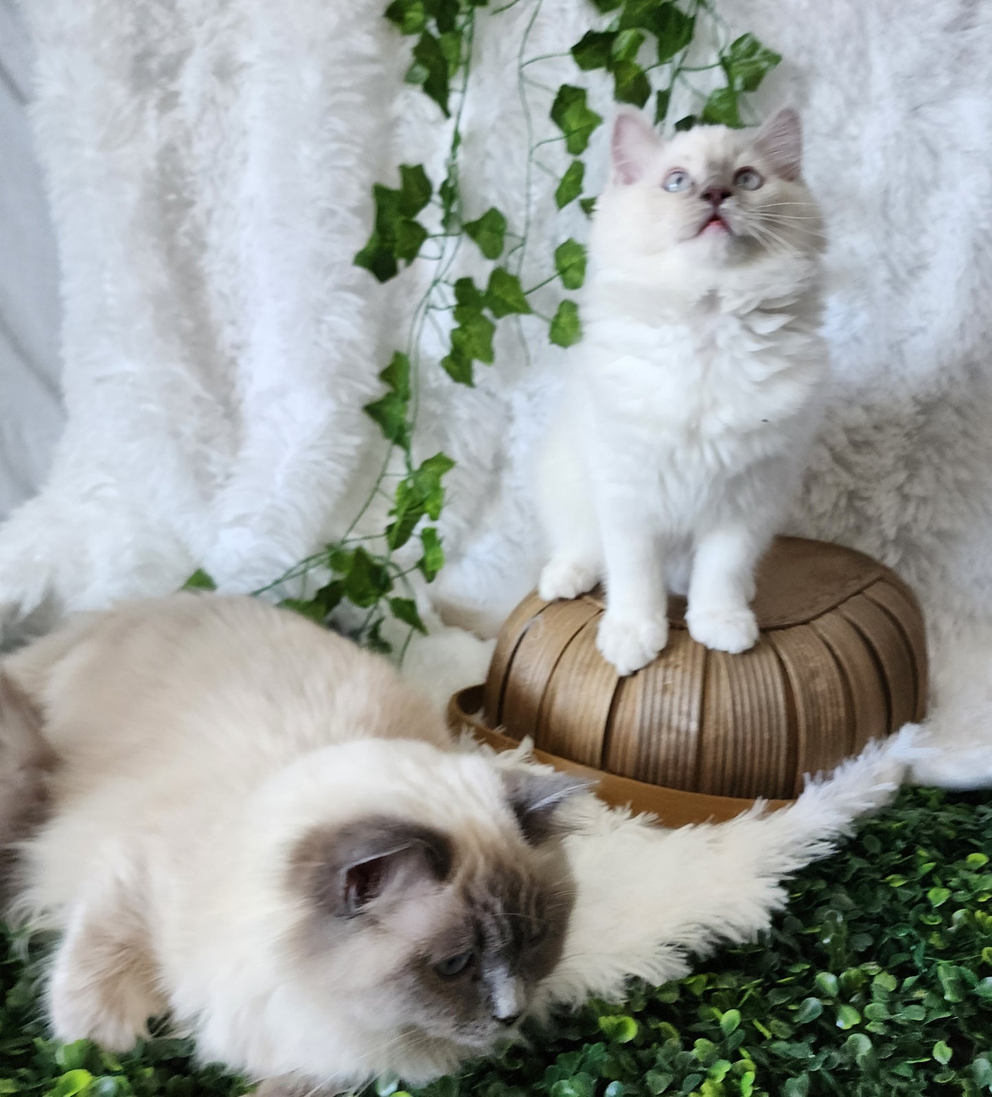 Bahaar bint Harun: Female, Mink Lilac Mitted Ragdoll Kitten (under genetic evaluation) [mink in pedigree] Sabah x Harun