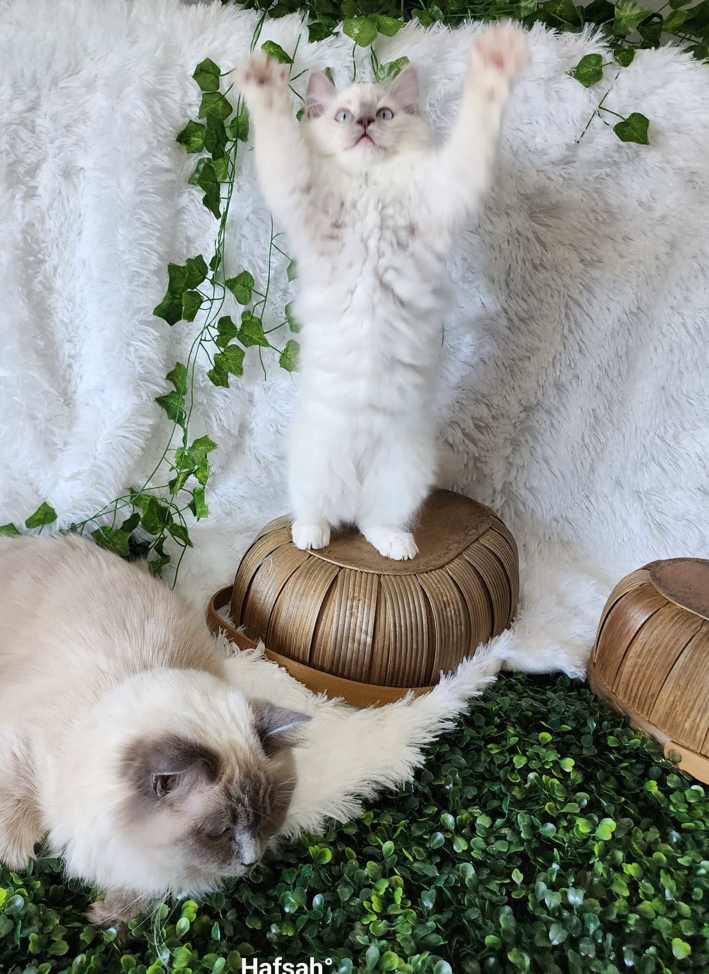 Bahaar bint Harun: Female, Mink Lilac Mitted Ragdoll Kitten (under genetic evaluation) [mink in pedigree] Sabah x Harun