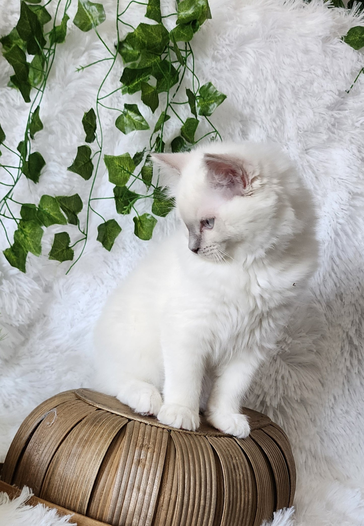 Bahaar bint Harun: Female, Mink Lilac Mitted Ragdoll Kitten (under genetic evaluation) [mink in pedigree] Sabah x Harun