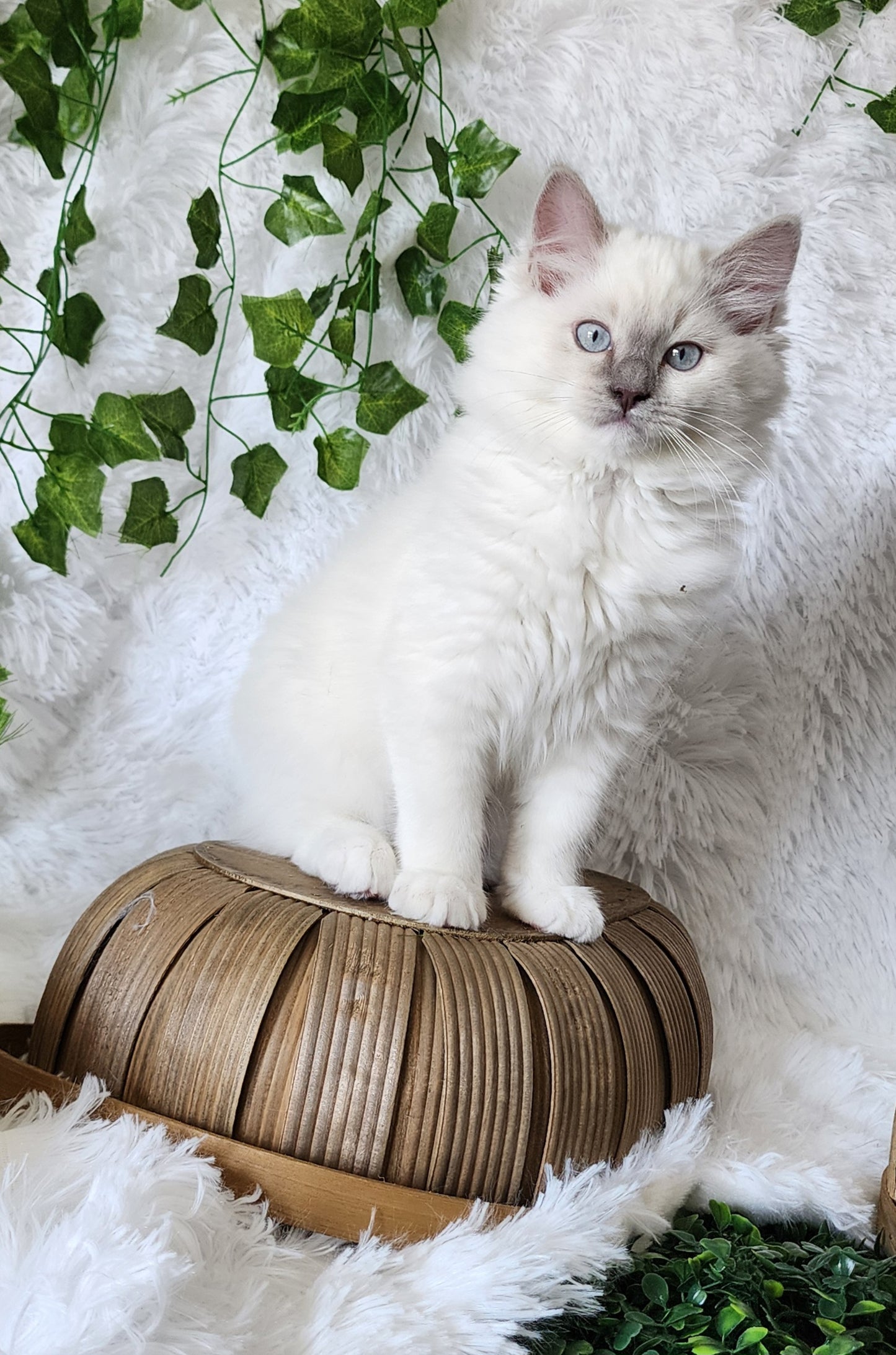 Bahaar bint Harun: Female, Mink Lilac Mitted Ragdoll Kitten (under genetic evaluation) [mink in pedigree] Sabah x Harun