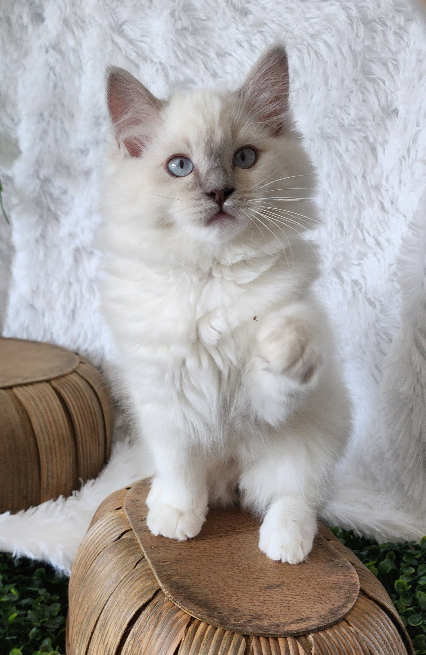 Bahaar bint Harun: Female, Mink Lilac Mitted Ragdoll Kitten (under genetic evaluation) [mink in pedigree] Sabah x Harun