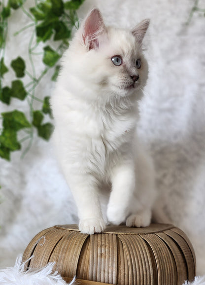 Bahaar bint Harun: Female, Mink Lilac Mitted Ragdoll Kitten (under genetic evaluation) [mink in pedigree] Sabah x Harun