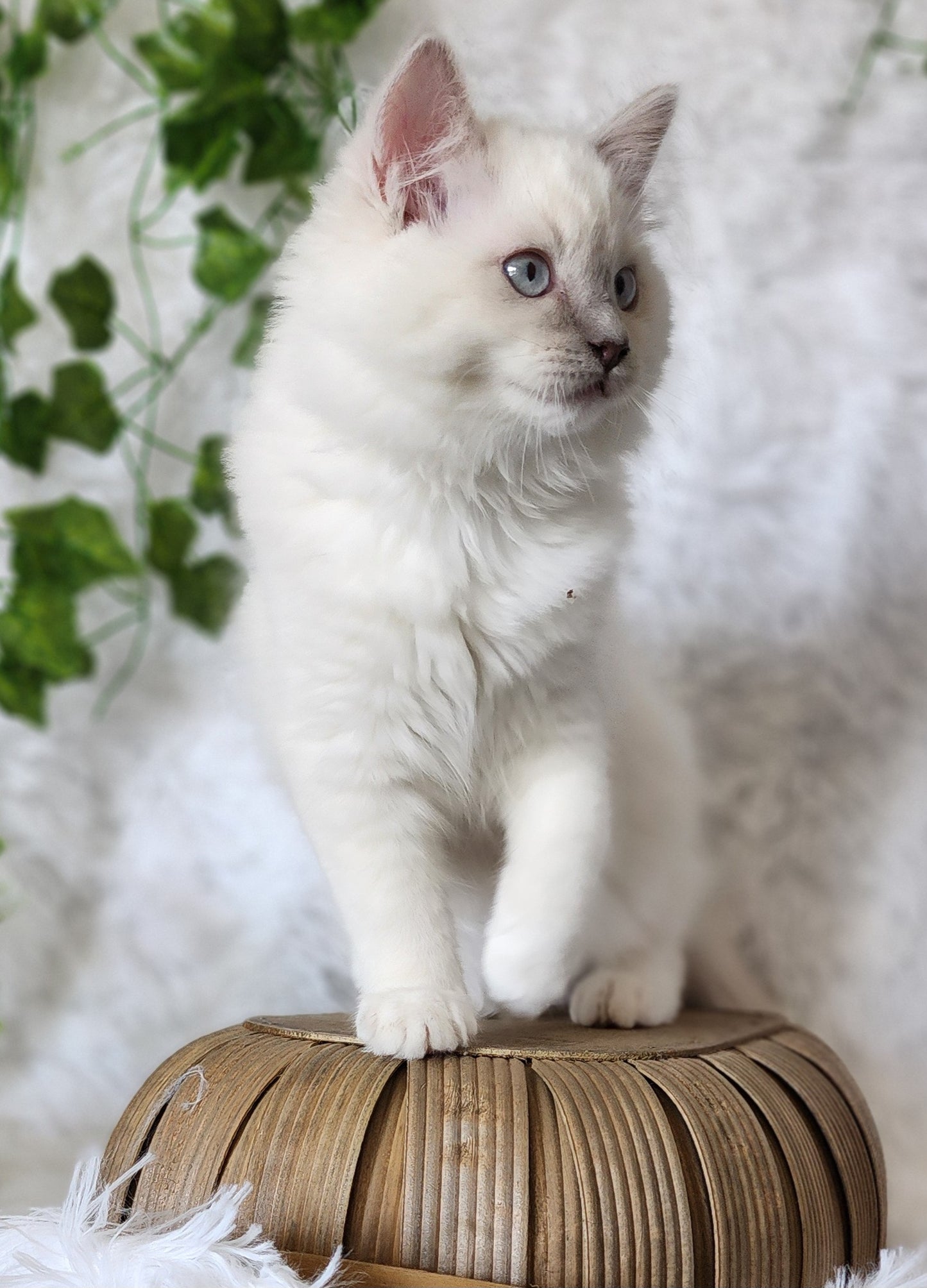 Ragdoll Kittens *New Litter*(under genetic evaluation)