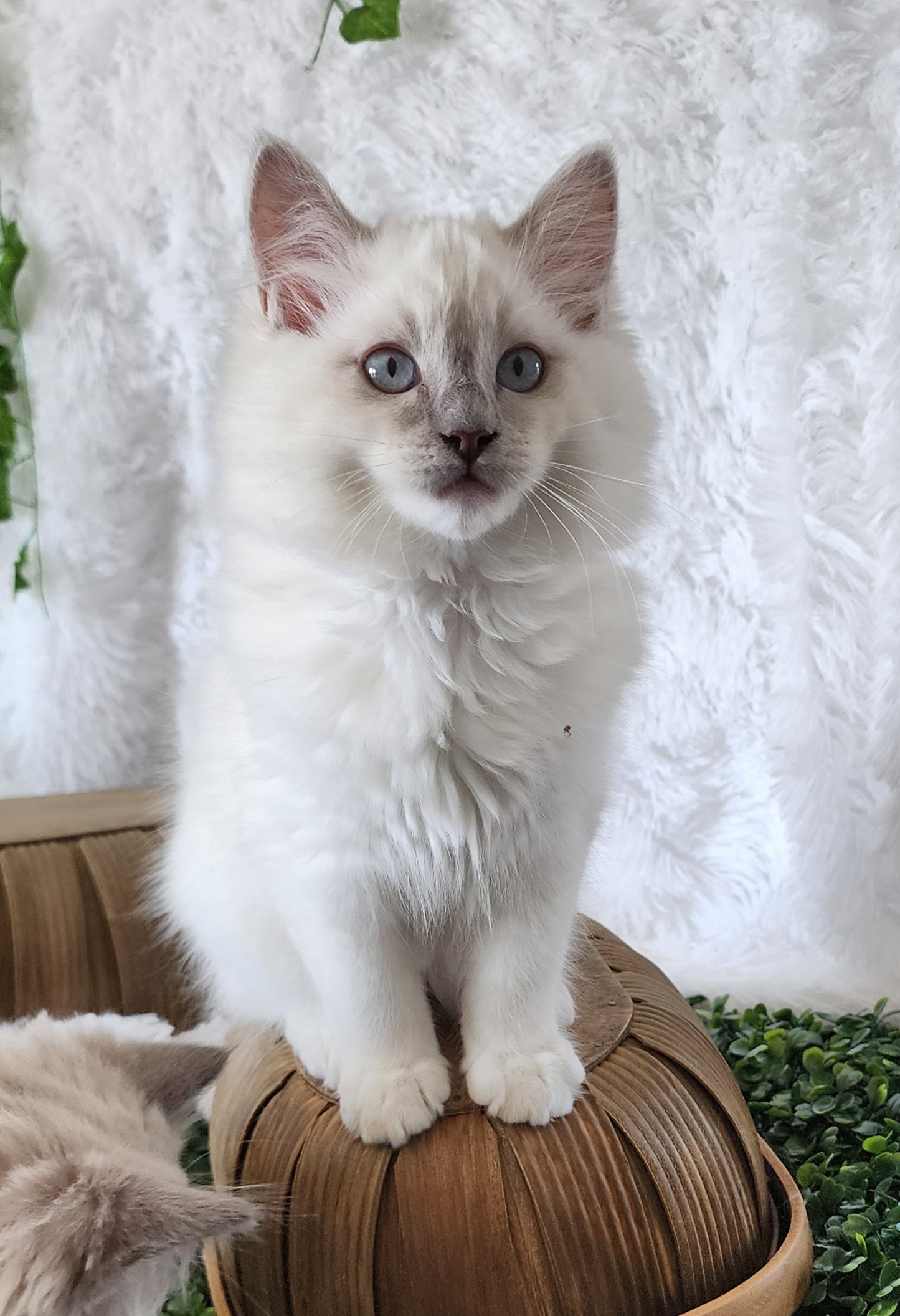 Ragdoll Kittens *New Litter*(under genetic evaluation)