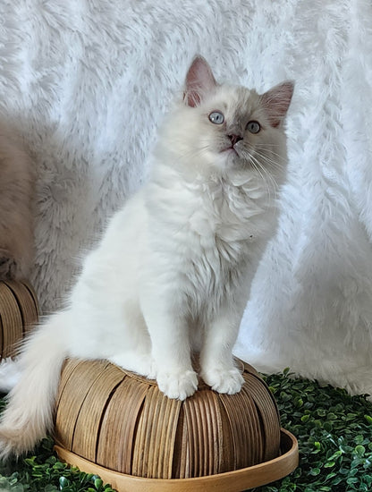 Ragdoll Kittens *New Litter*(under genetic evaluation)