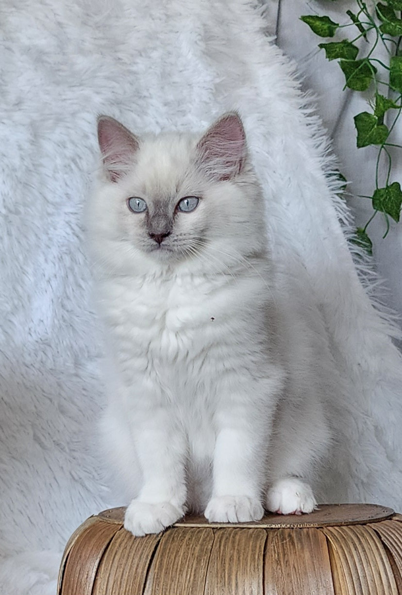 Ragdoll Kittens *New Litter*(under genetic evaluation)