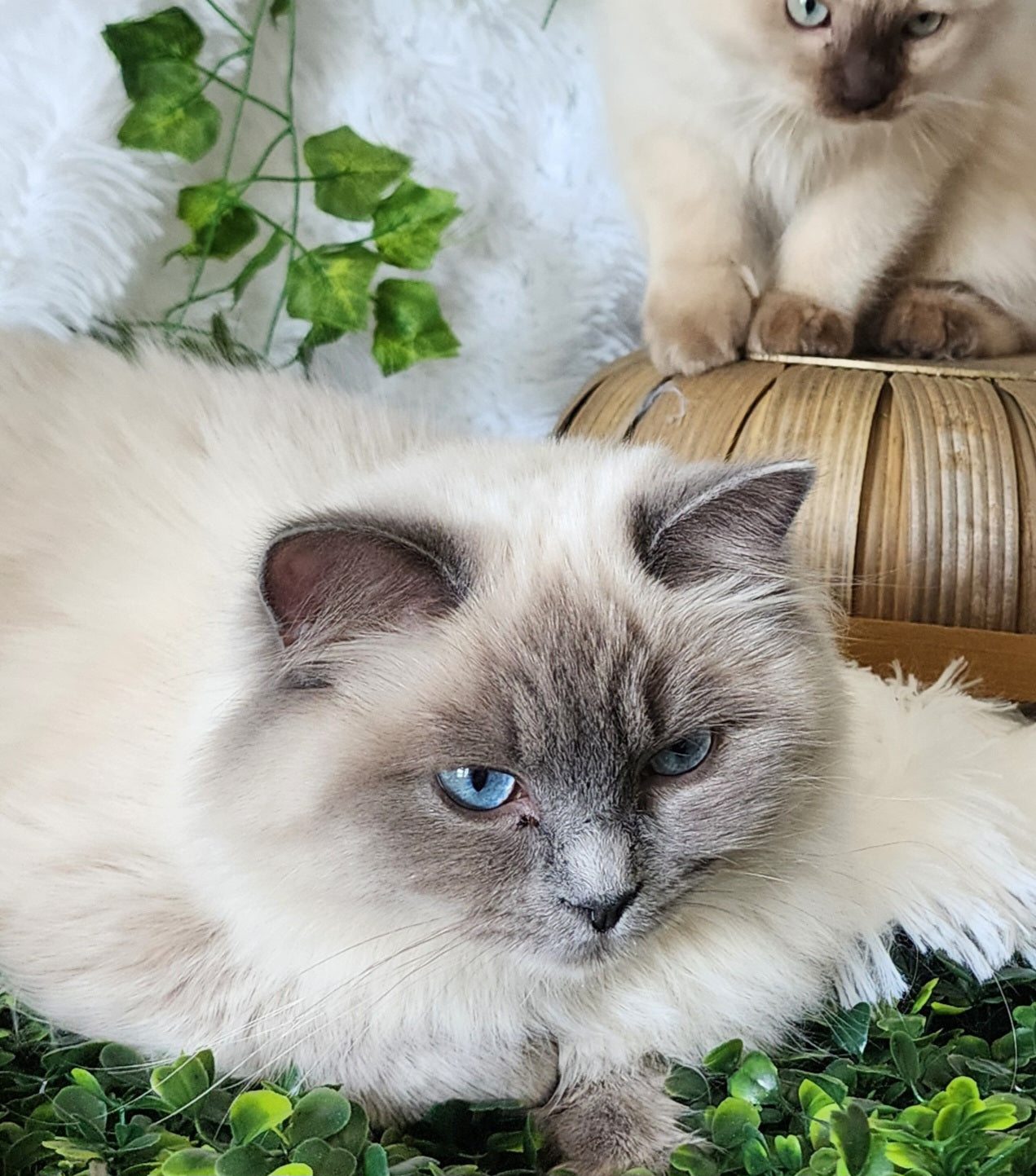 "Avi" ... Avdiivka bint Harun of Baytal Qitatt: Female, Traditional Blue Color Point Ragdoll Kitten (Available: Breeding / Show)