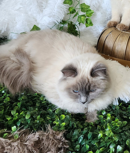 "Avi" ... Avdiivka bint Harun of Baytal Qitatt: Female, Traditional Blue Color Point Ragdoll Kitten (Available: Breeding / Show)