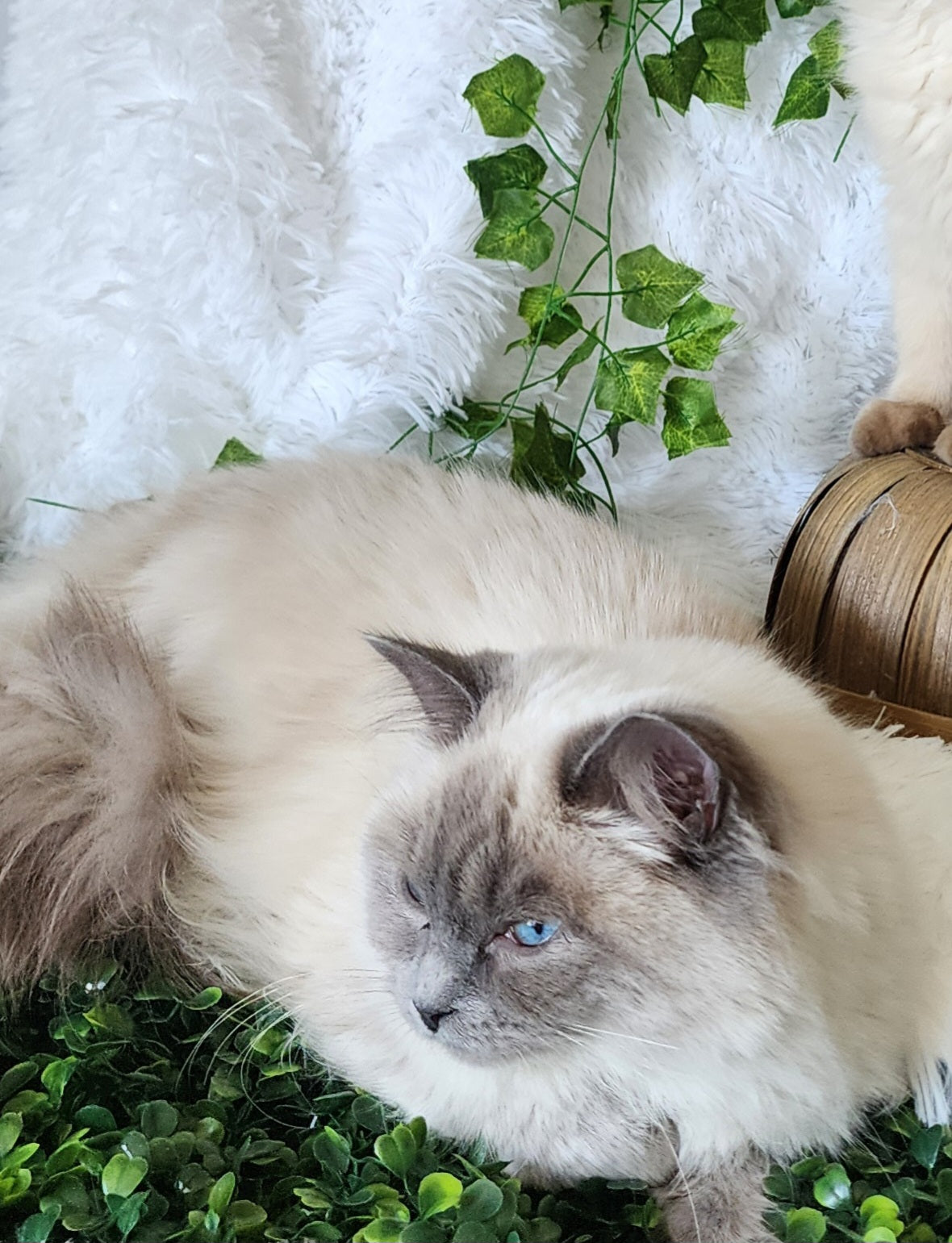 "Avi" ... Avdiivka bint Harun of Baytal Qitatt: Female, Traditional Blue Color Point Ragdoll Kitten (Available: Breeding / Show)