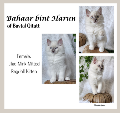 Bahaar bint Harun: Female, Mink Lilac Mitted Ragdoll Kitten (under genetic evaluation) [mink in pedigree] Sabah x Harun