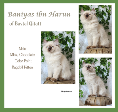 Baniyas ibn Harun: Male, Chocolate Mink Color Point Ragdoll Kitten [Mink], * Neutered / Available *