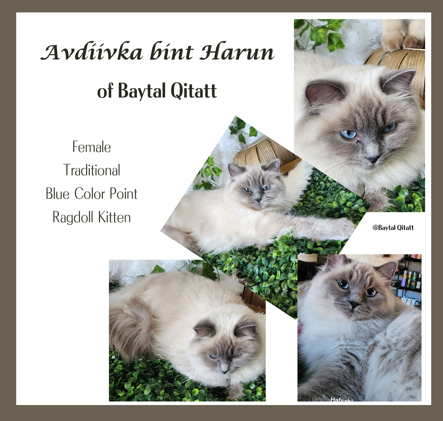 "Avi" ... Avdiivka bint Harun of Baytal Qitatt: Female, Traditional Blue Color Point Ragdoll Kitten (Available: Breeding / Show)