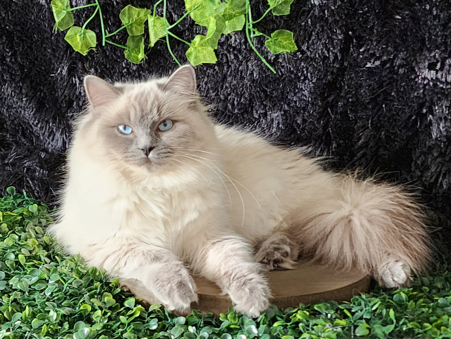 "Avi" ... Avdiivka bint Harun of Baytal Qitatt: Female, Traditional Blue Color Point Ragdoll Kitten (Available: Breeding / Show)