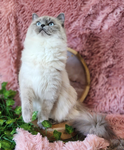 "Avi" ... Avdiivka bint Harun of Baytal Qitatt: Female, Traditional Blue Color Point Ragdoll Kitten (Available: Breeding / Show)