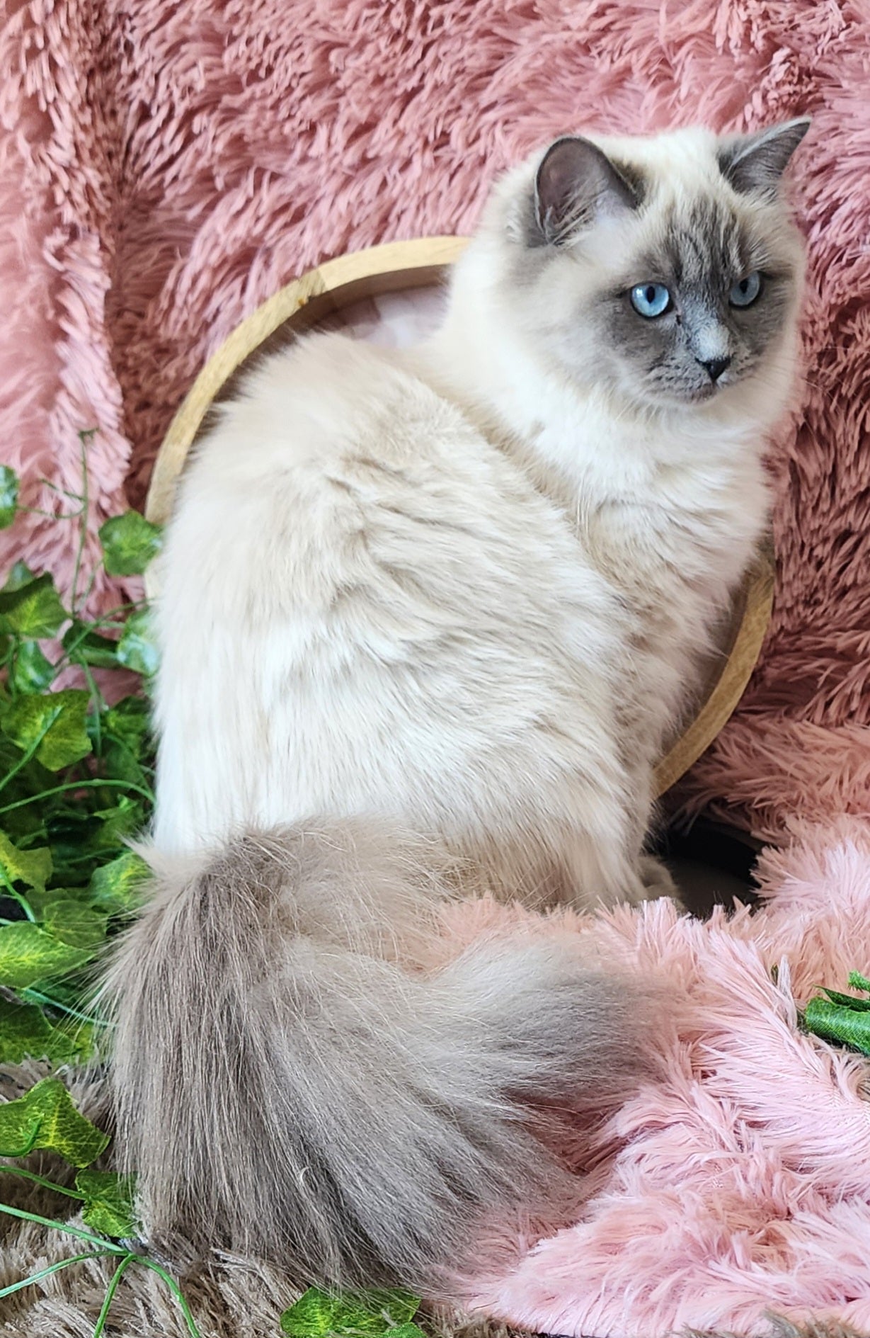 "Avi" ... Avdiivka bint Harun of Baytal Qitatt: Female, Traditional Blue Color Point Ragdoll Kitten (Available: Breeding / Show)