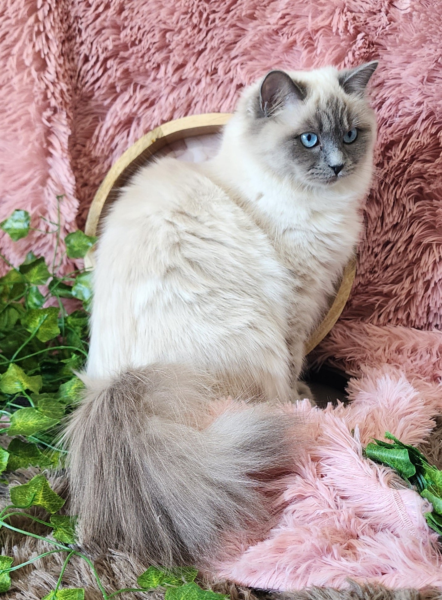 "Avi" ... Avdiivka bint Harun of Baytal Qitatt: Female, Traditional Blue Color Point Ragdoll Kitten (Available: Breeding / Show)