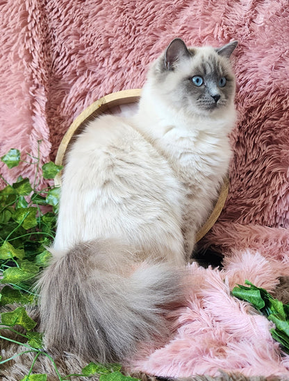 "Avi" ... Avdiivka bint Harun of Baytal Qitatt: Female, Traditional Blue Color Point Ragdoll Kitten (Available: Breeding / Show)