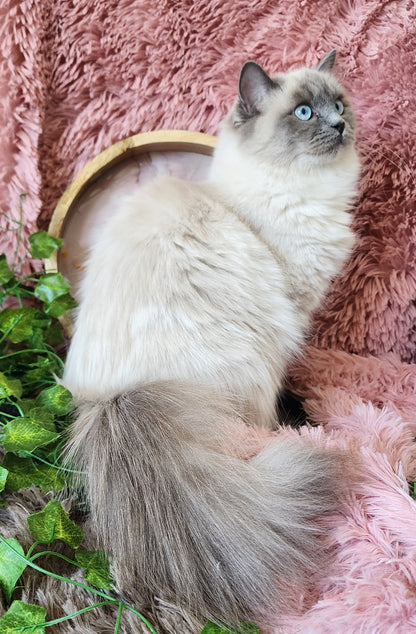 "Avi" ... Avdiivka bint Harun of Baytal Qitatt: Female, Traditional Blue Color Point Ragdoll Kitten (Available: Breeding / Show)