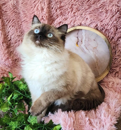 Ash aka "Macho" of Baytal Qitatt, Traditional Seal Color Point, Male Ragdoll ..(Pet Only)