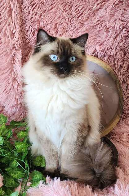 Ash aka "Macho" of Baytal Qitatt, Traditional Seal Color Point, Male Ragdoll ..(Pet Only)