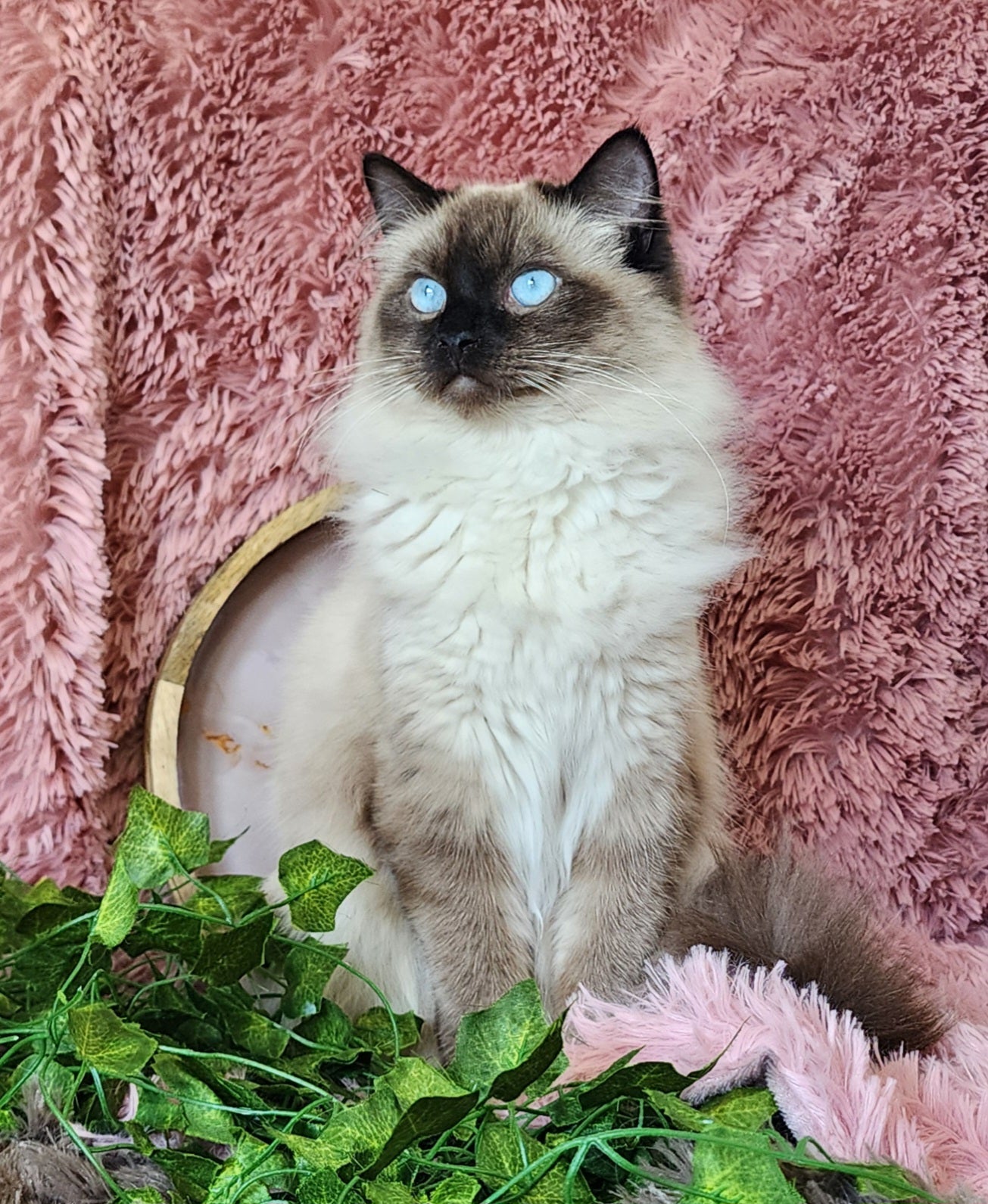 Ash aka "Macho" of Baytal Qitatt, Traditional Seal Color Point, Male Ragdoll ..(Pet Only)