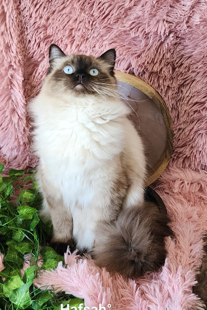 Ash aka "Macho" of Baytal Qitatt, Traditional Seal Color Point, Male Ragdoll ..(Pet Only)