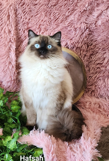 Ash aka "Macho" of Baytal Qitatt, Traditional Seal Color Point, Male Ragdoll ..(Pet Only)