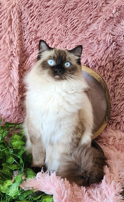 Ash aka "Macho" of Baytal Qitatt, Traditional Seal Color Point, Male Ragdoll ..(Pet Only)