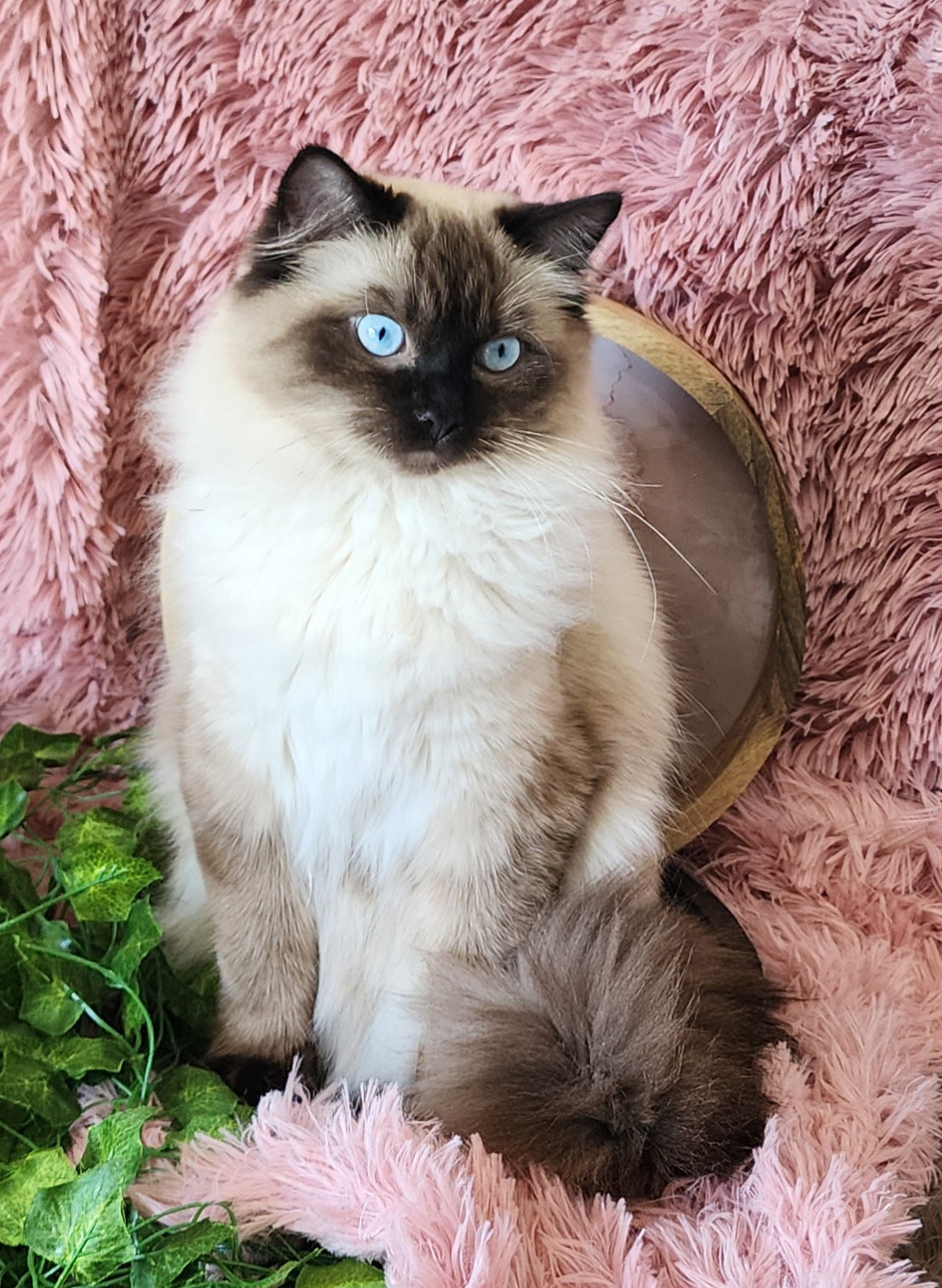 Ash aka "Macho" of Baytal Qitatt, Traditional Seal Color Point, Male Ragdoll ..(Pet Only)