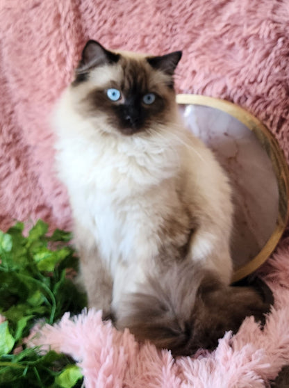 Ash aka "Macho" of Baytal Qitatt, Traditional Seal Color Point, Male Ragdoll ..(Pet Only)