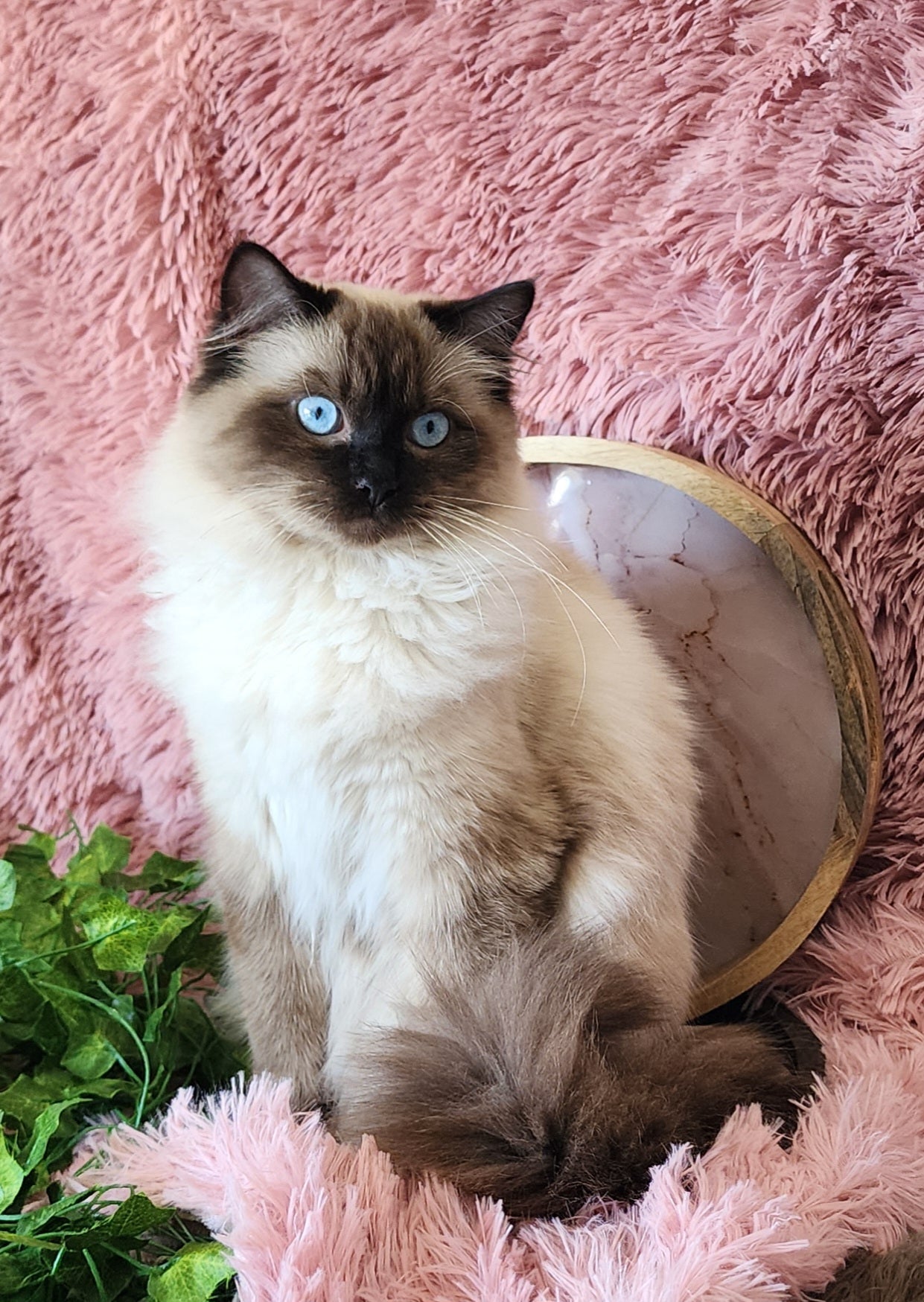 Ash aka "Macho" of Baytal Qitatt, Traditional Seal Color Point, Male Ragdoll ..(Pet Only)