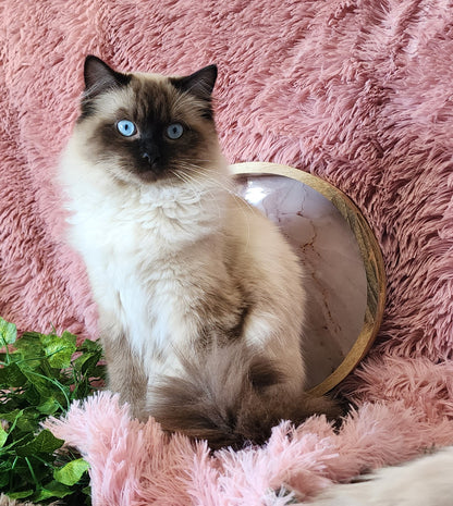 Ash aka "Macho" of Baytal Qitatt, Traditional Seal Color Point, Male Ragdoll ..(Pet Only)