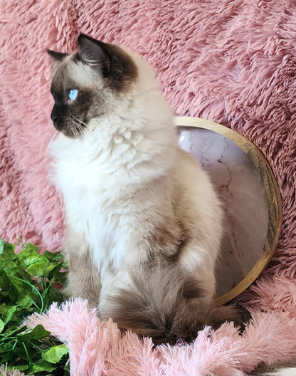 Ash aka "Macho" of Baytal Qitatt, Traditional Seal Color Point, Male Ragdoll ..(Pet Only)