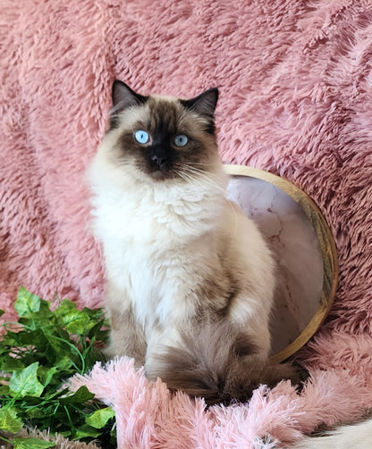 Ash aka "Macho" of Baytal Qitatt, Traditional Seal Color Point, Male Ragdoll ..(Pet Only)