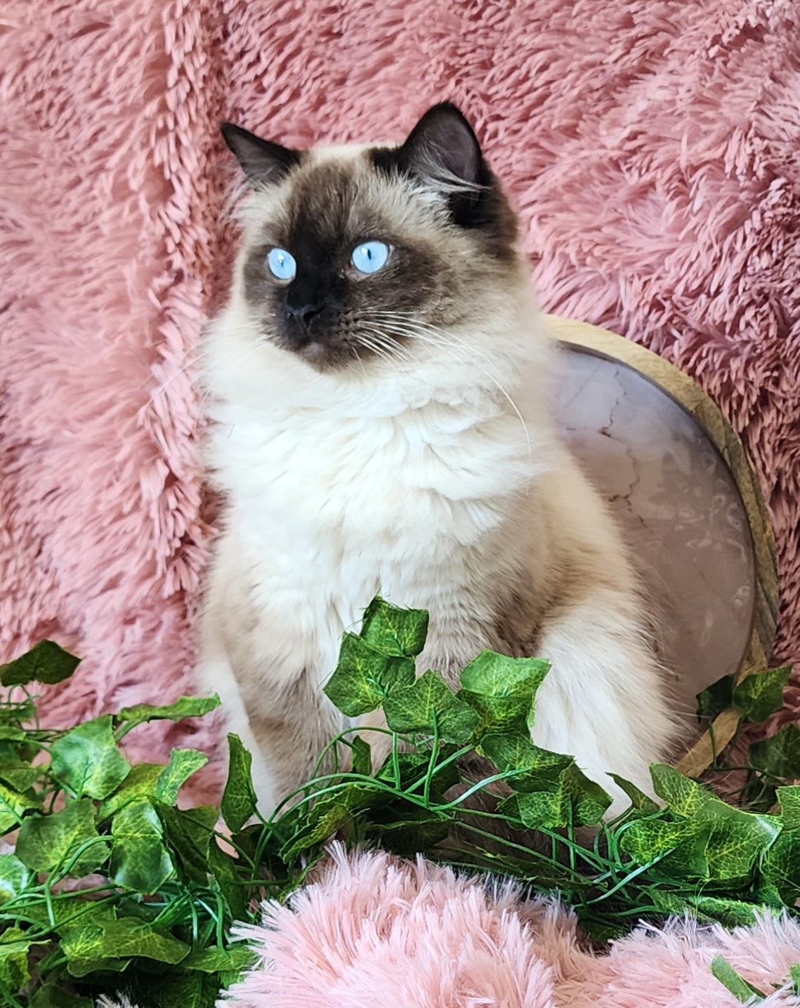 Ash aka "Macho" of Baytal Qitatt, Traditional Seal Color Point, Male Ragdoll ..(Pet Only)