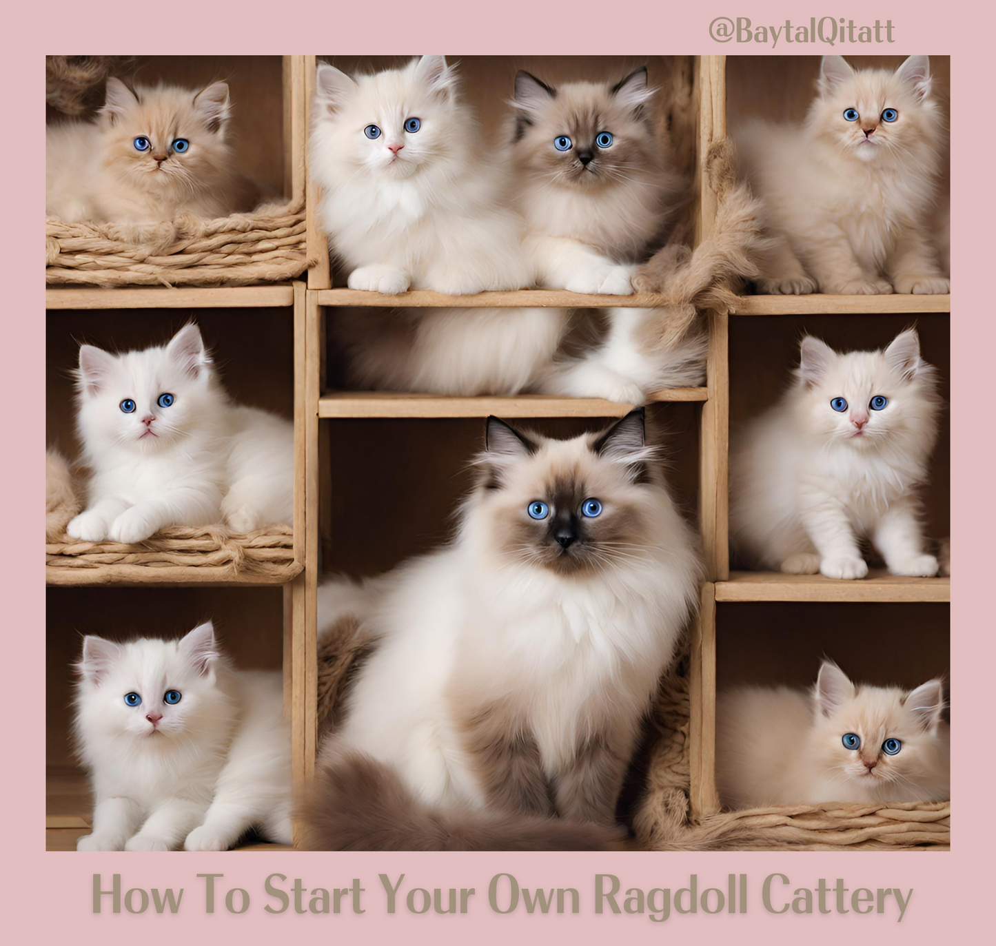 Unlock Your Success: How to Start Your Own Ragdoll Cattery