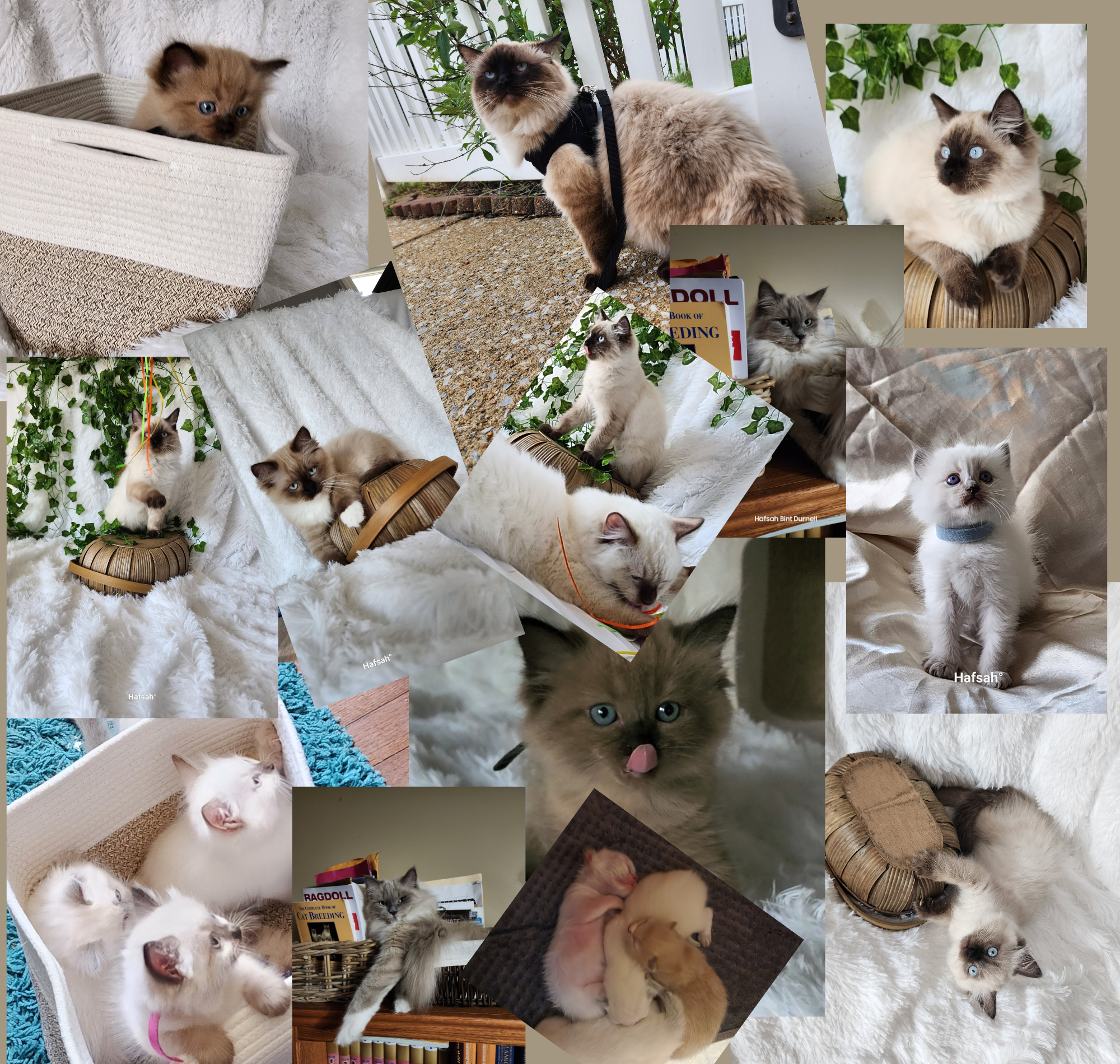 Baytal Qitatt Ragdoll Cattery 