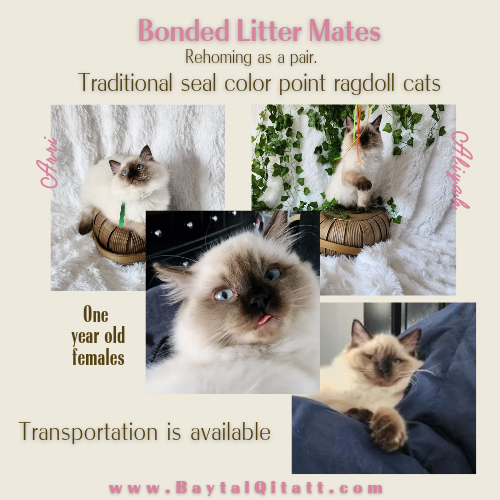 Aliyah & Aairah of Baytal Qitatt, 2 Female Traditional Seal Color Point Ragdoll Kittens : (Available in a Pair Only);DOB 00/00/00