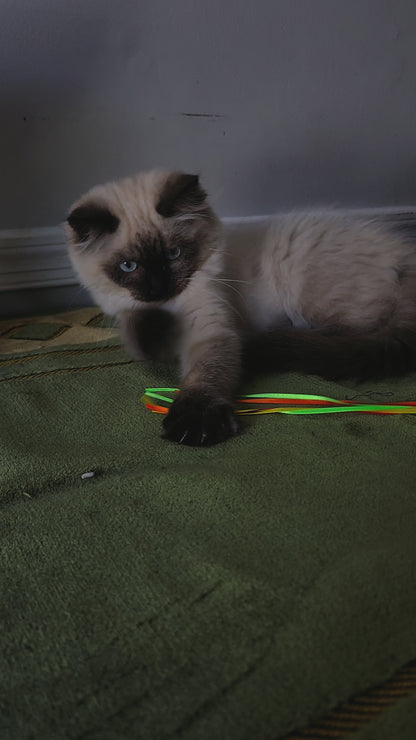 Ash aka "Macho" of Baytal Qitatt, Traditional Seal Color Point, Male Ragdoll ..(Pet Only)