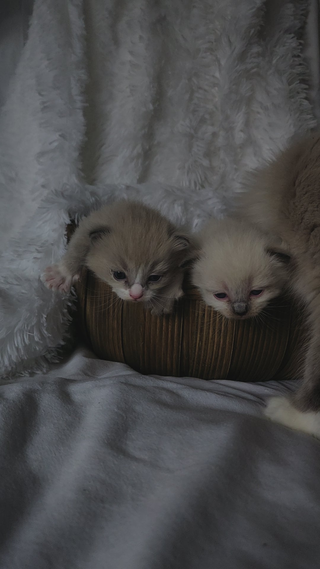 Load video: Baytal Qitatt Ragdoll Cattery