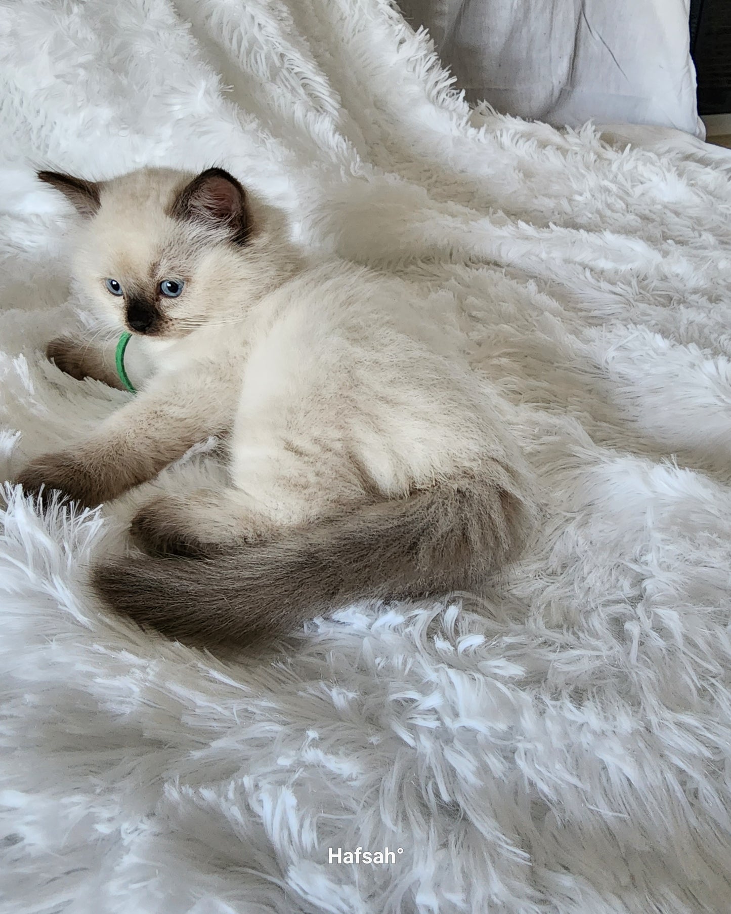 Aliyah & Aairah of Baytal Qitatt, 2 Female Traditional Seal Color Point Ragdoll Kittens : (Available in a Pair Only);DOB 00/00/00