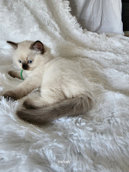 Aliyah & Aairah of Baytal Qitatt, 2 Female Traditional Seal Color Point Ragdoll Kittens : (Available in a Pair Only);DOB 00/00/00