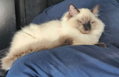 Aliyah & Aairah of Baytal Qitatt, 2 Female Traditional Seal Color Point Ragdoll Kittens : (Available in a Pair Only);DOB 00/00/00