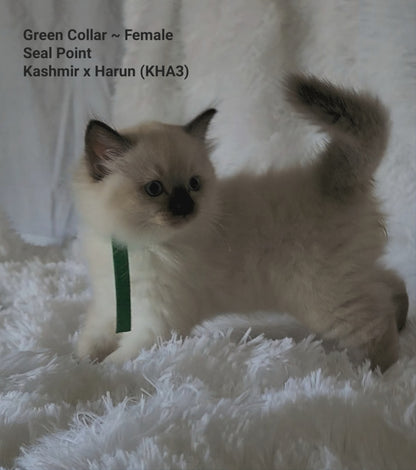 Aliyah & Aairah of Baytal Qitatt, 2 Female Traditional Seal Color Point Ragdoll Kittens : (Available in a Pair Only);DOB 00/00/00