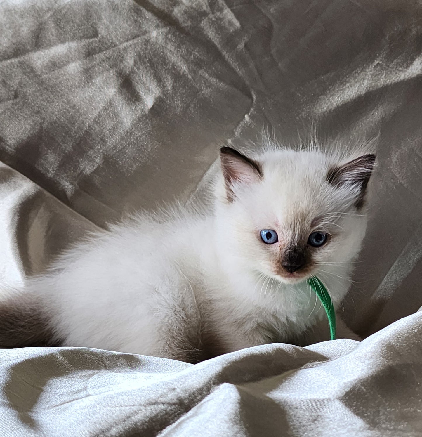 Aliyah & Aairah of Baytal Qitatt, 2 Female Traditional Seal Color Point Ragdoll Kittens : (Available in a Pair Only);DOB 00/00/00