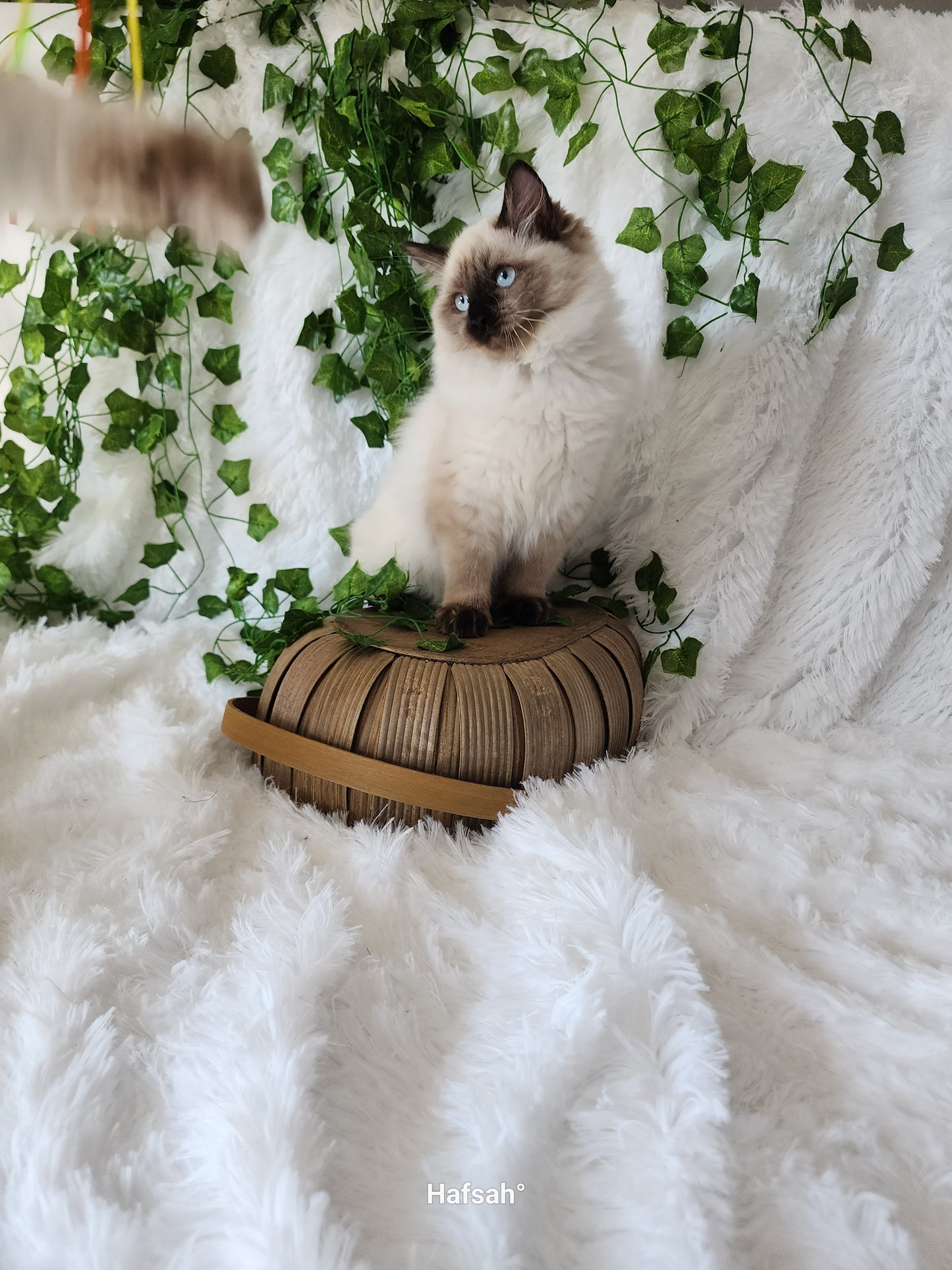 Aliyah & Aairah of Baytal Qitatt, 2 Female Traditional Seal Color Point Ragdoll Kittens : (Available in a Pair Only);DOB 00/00/00