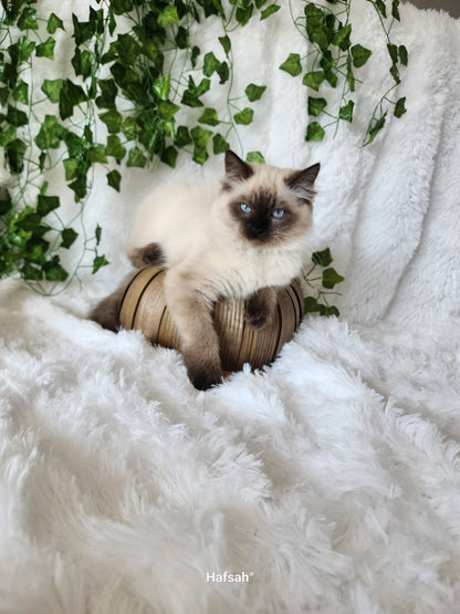 Aliyah & Aairah of Baytal Qitatt, 2 Female Traditional Seal Color Point Ragdoll Kittens : (Available in a Pair Only);DOB 00/00/00