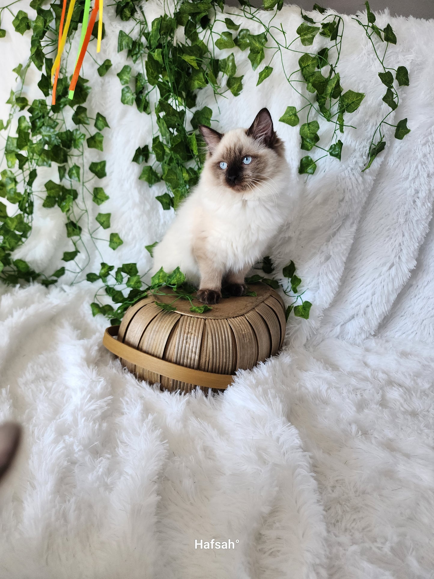 Aliyah & Aairah of Baytal Qitatt, 2 Female Traditional Seal Color Point Ragdoll Kittens : (Available in a Pair Only);DOB 00/00/00