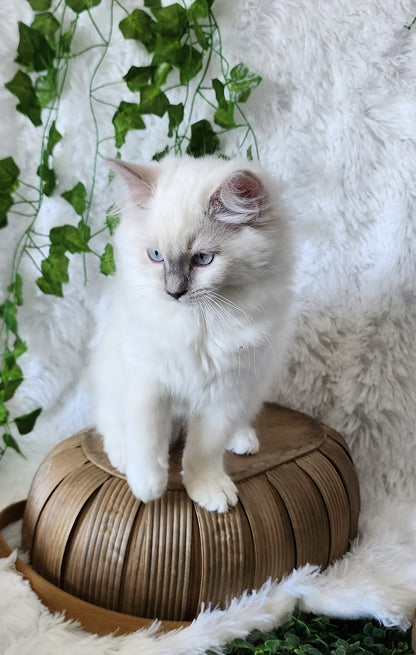 Bahaar bint Harun: Female, Mink Lilac Mitted Ragdoll Kitten (under genetic evaluation) [mink in pedigree] Sabah x Harun